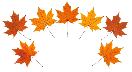 Autumn Maple Leaves Arranged in a SemiCircle.