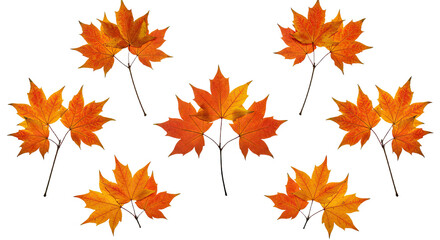Fototapeta premium Autumn Maple Leaves Arrangement Vibrant Orange and Yellow Hues.
