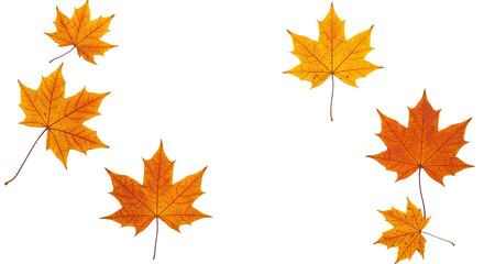 Obraz premium Autumn Maple Leaves Falling Season Nature.