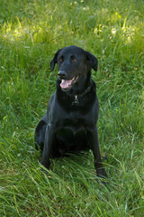 Happy Friendly Black Labrador Sitting Lush Green Grass Sunny Day