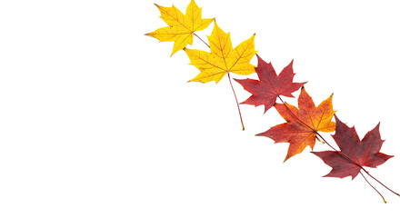 Autumn Maple Leaves in a Diagonal Line.