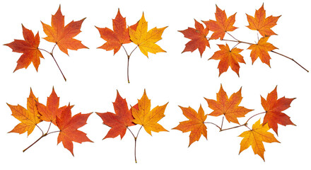Obraz premium Autumn Maple Leaves on Branches in Vibrant Fall Colors.