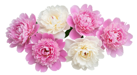 Beautiful Pink and White Peony Flowers Arrangement 1.