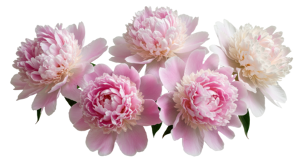 Beautiful Pink Peony Flowers Arrangement Isolated on White.