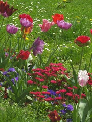 Obraz premium Colorful tulip garden