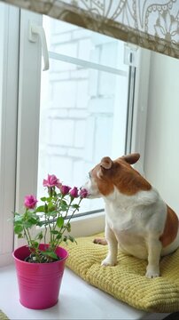 Cute dog with a rose pot flowers at the window. Valentines, Mother's day concept.	