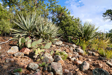 NM SF Red Yucca and Prickly Pear in Cactus Garden 2 2025