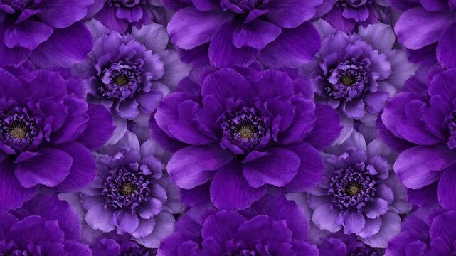 A mesmerizing seamless loop of abstract purple flower patterns organically morphing and gently shifting, creating a calming and dynamic visual background commercial, conceptual, aesthetic
