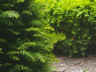 Green garden hedge background