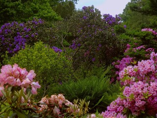 Obraz premium Purple rhododendron bushes