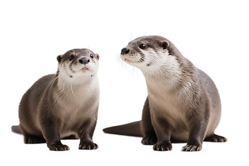 Close-up of two otters sitting and facing each other, showcasing their cute expressions and furry appearance.