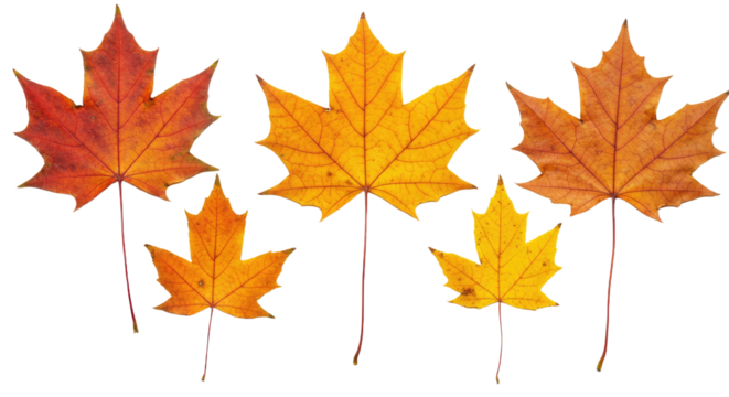 Collection of Autumn Maple Leaves in Various Shades of Orange and Red.