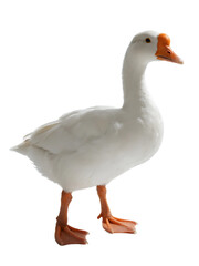 Obraz premium A white domestic goose with an orange beak and legs is standing alone, showcasing its clean white feathers.