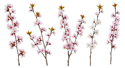 Collection of delicate cherry blossom branches with pink and white flowers.