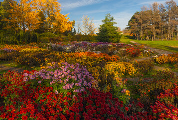 Beautiful chrysanthemums flowers in autumn botanical garden in Kyiv, Ukraine