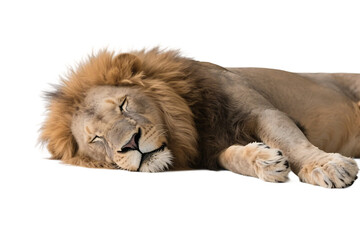 A majestic lion is lying down with eyes closed, showing a peaceful and relaxed state in its natural behavior.