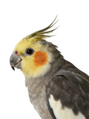 A close-up shot of a cockatiel with yellow, gray, and orange plumage, showcasing its distinct features.