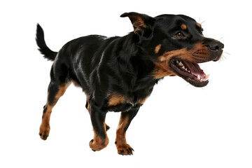 A black and brown dog is shown with its mouth open, displaying teeth, standing against a white background.