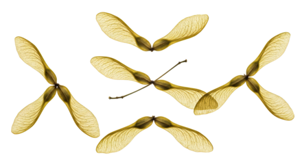 Collection of Maple Tree Seeds on a White Background.