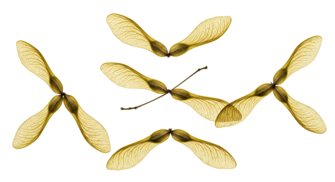 Collection of Maple Tree Seeds on a White Background.