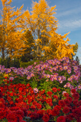Beautiful chrysanthemums flowers in autumn botanical garden in Kyiv, Ukraine