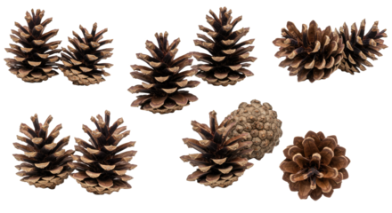 Collection of Natural Pine Cones Isolated on White Background 1.