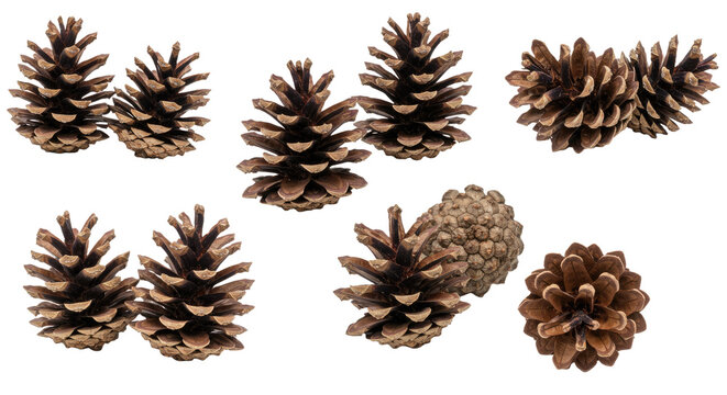 Collection of Natural Pine Cones Isolated on White Background 1. - Powered by Adobe