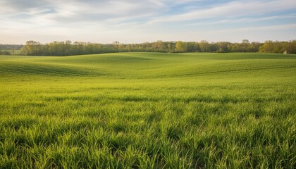 Medium shot of lush green hay fields in spring showcasing early growth and vibrant new shoots under soft sunlight.