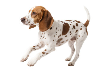 A white dog with brown spots is in a running pose, showing an alert and lively expression.