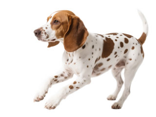 A white dog with brown spots is in a running pose, showing an alert and lively expression.