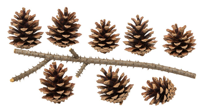 Collection of Pine Cones and a Branch on White Background. - Powered by Adobe
