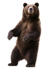 A brown bear standing upright, showcasing its strong build in a natural outdoor setting.