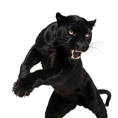 A black panther is depicted in an aggressive stance with sharp teeth bared, showcasing its wild and predatory nature.
