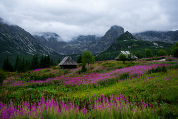 Kwitnąca polana Gąsienicowa w Tatrach © Pawel