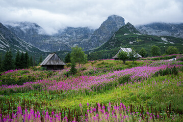 tatrzańskie kwiaty