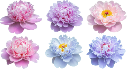 Collection of Six Beautiful Peony Flowers in Various Pastel Colors 2.