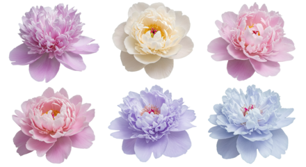 Collection of Six Beautiful Peony Flowers in Various Pastel Colors 1.