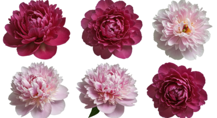 Collection of Six Beautiful Peony Flowers in Various Shades of Pink and Red.
