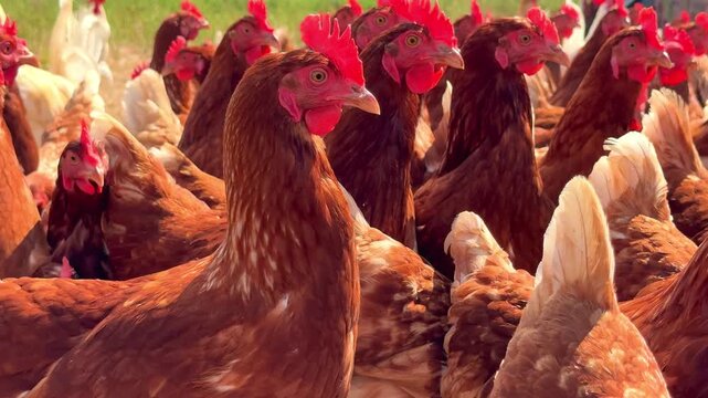 brown free range chickens in sunny countryside outdoors