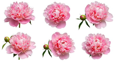 Collection of Six Beautiful Pink Peony Flowers and Buds Isolated on White Background.