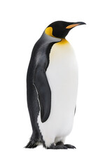Naklejka premium A king penguin with black, white, and yellow plumage stands upright, showcasing its distinctive appearance.