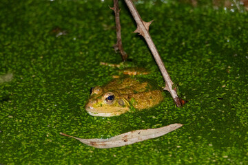 Rana verde asomandose a la superficie 