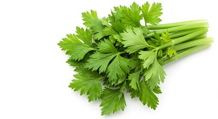 A bunch of celery leaves isolated on a white background 
