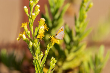 A punto de saltar a volar esta delicada Mariposa manto bicolor (Lycaena phlaeas)