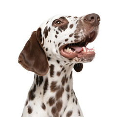 Close-up shot of a Dalmatian dog with distinctive spotted coat, looking up with mouth open.