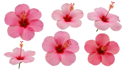 Collection of Six Pink Hibiscus Flowers Isolated on White Background.