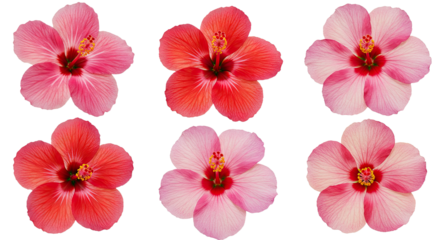 Collection of Six Vibrant Hibiscus Flowers in Pink and Red Hues.