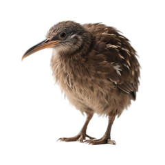 Obraz premium A small brown bird with a long beak is standing alone, showcasing its unique plumage and delicate features.