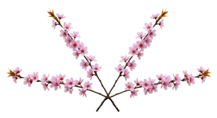 Delicate Pink Cherry Blossom Branches Arranged in a Fan Shape.