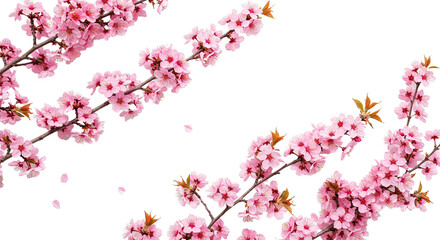 Fototapeta premium Delicate Pink Cherry Blossoms Blooming on Branches Against White Background.